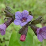 Plicník tmavý - Pulmonaria obscura