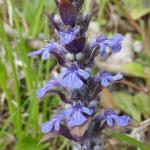 Zběhovec plazivý -Ajuga reptans