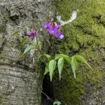 Hrachor jarní - Lathyrus vernus