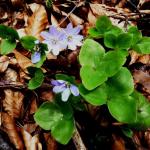 Jaterník trojlaločný (podléška) - Hepatica nobilis