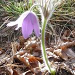 Koniklec prostřední - Pulsatilla subslavica