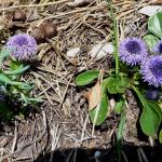 Koulenka prodloužená - Globularia punctata 