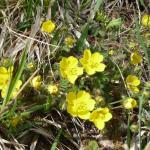 Mochna zlatá - Potentilla aurea