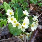 Prvosenka bezlodyžná - Primula vulgaris 