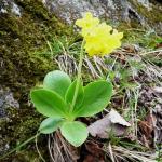 Prvosenka lysá - Primula auricula