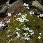 Řeřišník skalní - cardaminopsis petraea