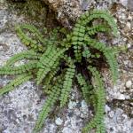 slezinník červený - asplenium trichomanes