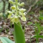 Vstavač bledý - Orchis pallens L.