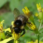 Čmelák drobný - Bombus jonellus