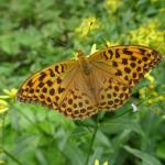 Perleťovec prostřední - Argynis adippe