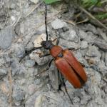 Tesařík obecný - Corymbia rubra